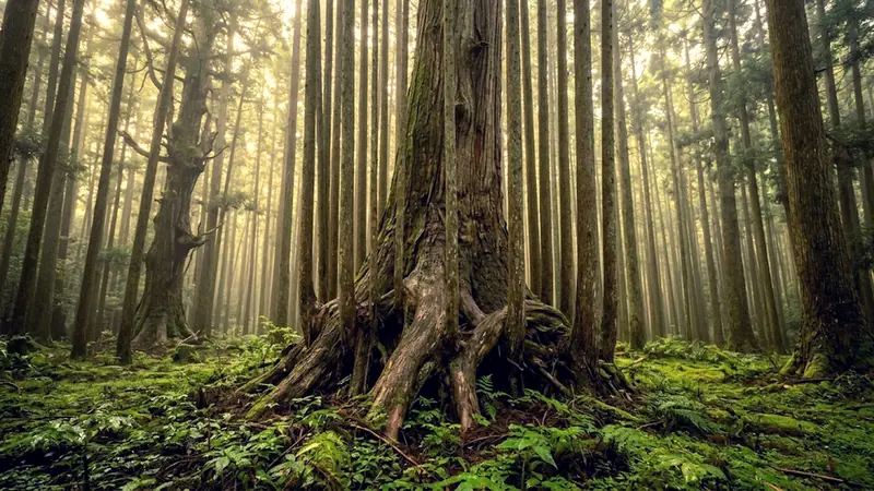Daisugi: The 14th-Century Japanese Forestry Technique Rewriting Sustainable Construction